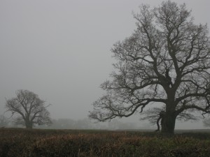 霧に浮かぶ凄みのある木々