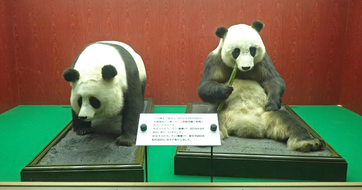 パンダのカンカン・ランランが新国立劇場に！こどものためのバレエ劇場